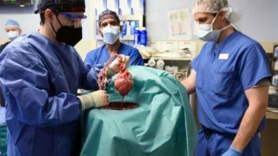Photo of جراحون أميركيون ينجحون في زراعة قلب خنزير في إنسان