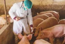 Photo of من رومانيا إلى ألمانيا… حمى الخنازير الإفريقية تتمدد في أوروبا
